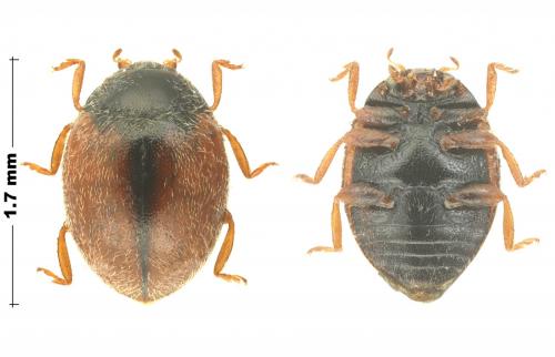 Scymnus nubilus
